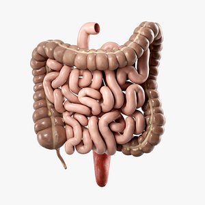 microbiota y piel: cómo tu intestino puede causar granos